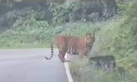 Tiger sighting
