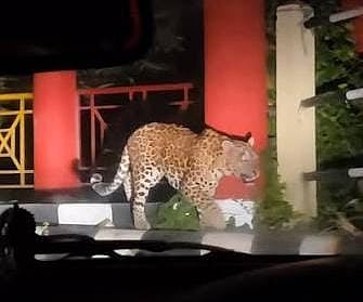 Leopard