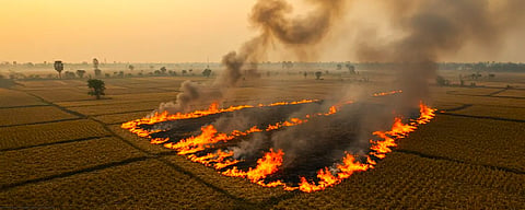 Delayed Harvests and Heavy Machinery Lock Farmers Into a Lethal Fire Window