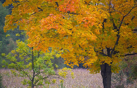 Autumn