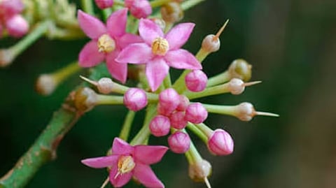 Rare Flowering Shrub Rediscovered in Assam After 204 Years