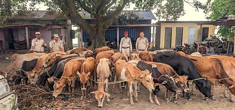 Festive Chaos Exploited in Foiled Nighttime Livestock Smuggling Attempt