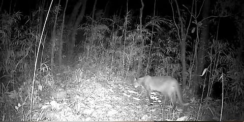 Camera trap captures the first-ever photographic evidence of the vulnerable wild feline in the high-altitude forests of Shirui.