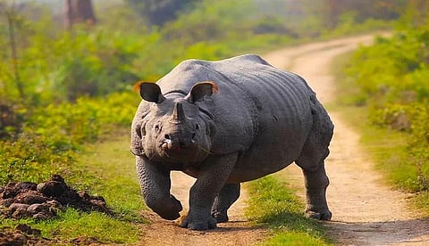 Kaziranga Records 1,000 Consecutive Days Without Rhino Poaching