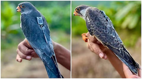 Amur falcons