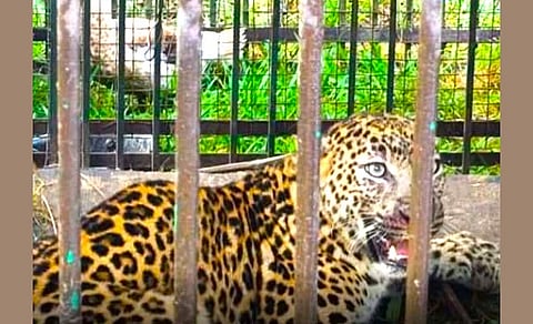 Rising Human-Wildlife Conflict Sparks Panic as Wild Cat Targeted Village Livestock