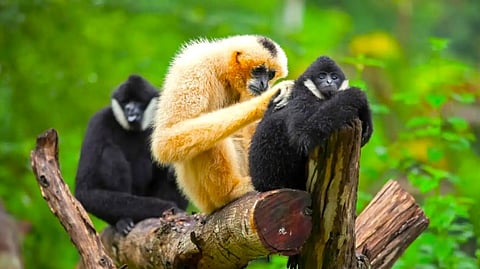Amid rising threats of forest fragmentation, community-led canopy restoration takes center stage to save the endangered Western Hoolock Gibbon.
