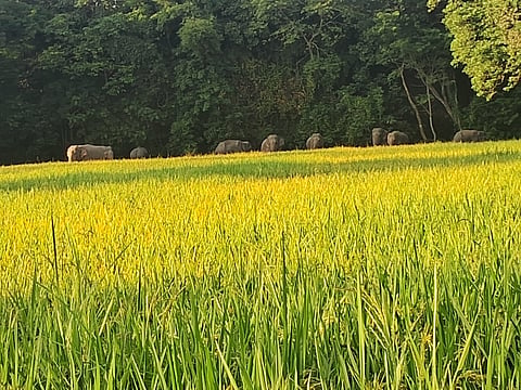 Elephant menace