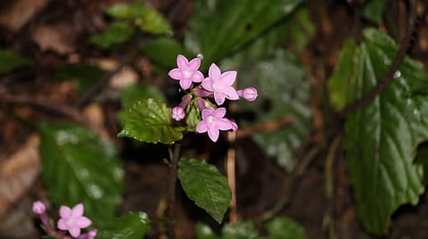 New Plant Species