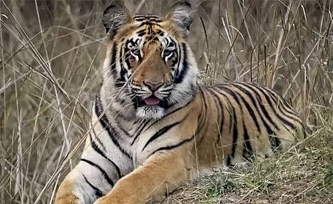 Tigress from Buxa Tiger Reserve Enters Raimona National Park