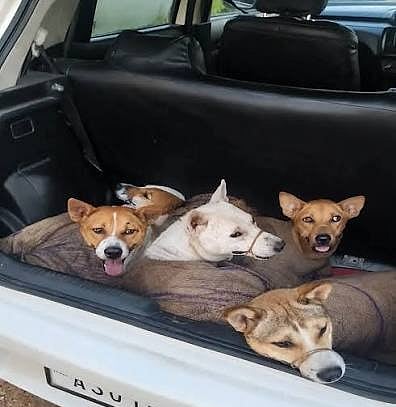 Assam: 26 Dogs Rescued from Private Car in Karbi Anglong, Animal Welfare Concerns Raised