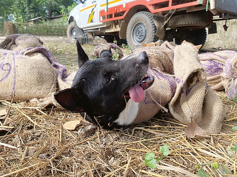 dog meat trade