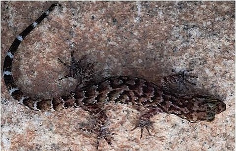 New Species of Gecko