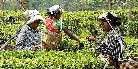 चाय बागान: प्रतिबंधित कीटनाशकों का अभी भी उपयोग!