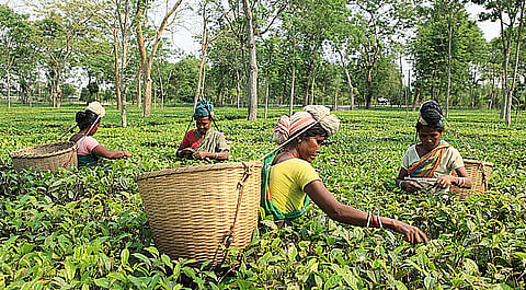 जलवायु परिवर्तन का असर असम में चाय बागानों पर पड़ रहा है: वैज्ञानिक