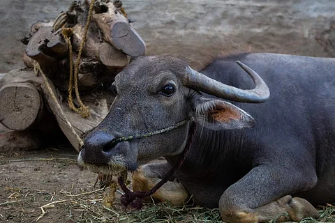 असम: भोजन की तलाश में भटक रही भैंस ने सूटिया के दक्षिणी हिस्से में आतंक मचा दिया