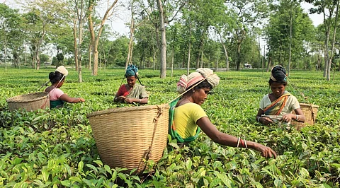 असम: पिछले साल की तुलना में जून 2025 में चाय उत्पादन में गिरावट