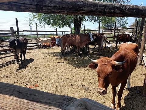 असम: मवेशियों की चोरी से समर दलानी परेशान, निवासियों ने अधिकारियों से बढ़ती गाय तस्करी के खतरे से निपटने का आग्रह किया