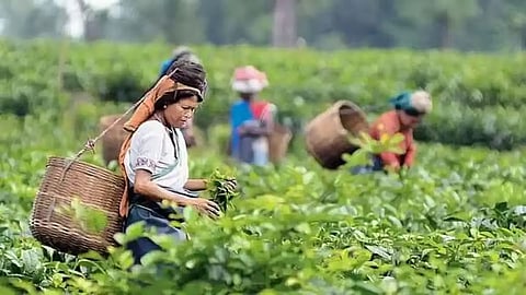असम में अगस्त में 103.16 मिलियन किलोग्राम चाय का उत्पादन हुआ