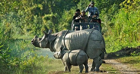 असम: 44 शिकारियों को मौत की सज़ा; 22 गैंडों को मानस राष्ट्रीय उद्यान में भेजा गया