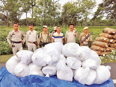 असम: 314.68 किलोग्राम गांजा बरामद; बिस्वनाथ पुलिस ने एक व्यक्ति को किया गिरफ्तार