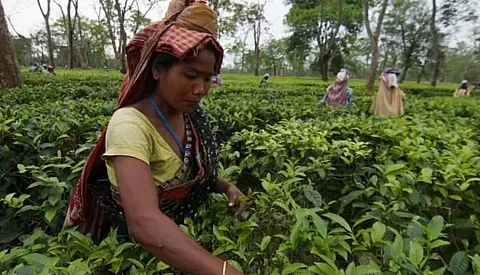 असम: हरी पत्तियों की कम कीमत को लेकर छोटे चाय उत्पादकों ने आंदोलन की धमकी दी