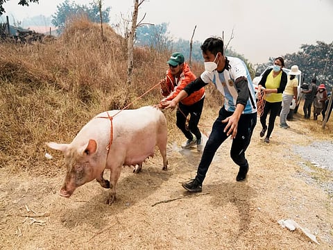 मिजोरम: एएसएफ प्रकोप जारी रहने के कारण 38 हजार से अधिक सूअर मारे गए या मारने के लिए चुने गए