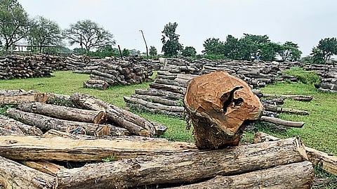 असम: ढेकियाजुली में पेड़ और पौधों की तोड़फोड़ से आक्रोश