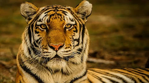 असम: आवारा बाघों के कारण सूटिया में दहशत; हालिया हमलों के बाद ग्रामीण चिंतित