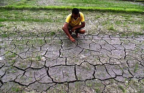 असम: बारिश की कमी से किसान परेशान, धान के खेत सूखे