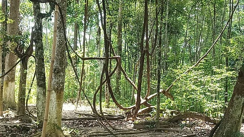 600 साल पुराने घिला वृक्ष को असम का सबसे पुराना वृक्ष माना गया