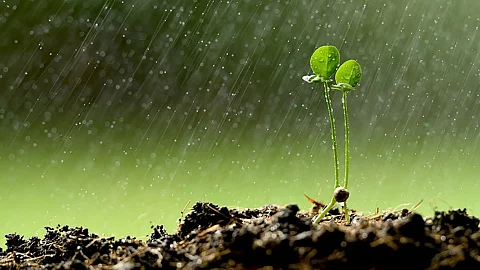 असम: बजाली में बारिश से किसानों के चेहरों पर लौटी उम्मीद