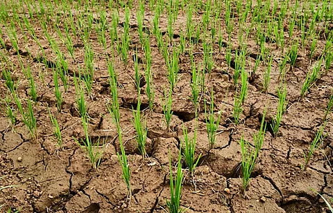 असम: दक्षिण सलमारा में सामान्य से 84% कम बारिश
