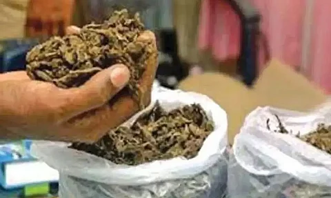 गुवाहाटी: 30.5 किलोग्राम गांजा जब्त, एक गिरफ्तार