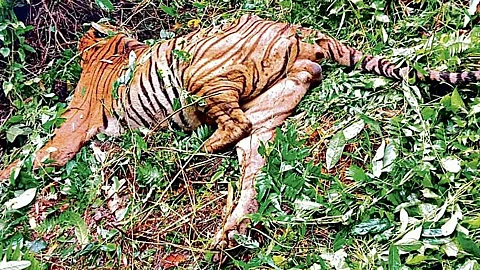 काजीरंगा के बिश्वनाथ डिवीजन में आपसी संघर्ष के बाद वयस्क बाघ मृत पाया गया