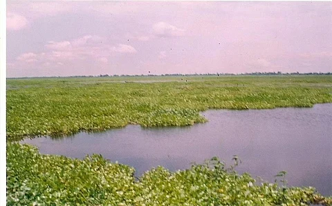 असम: राज्य में 63,163 बीघा आर्द्रभूमि पर अतिक्रमण