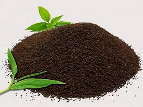 इस वर्ष भारतीय चाय निर्यात में कीमतों में वृद्धि दर्ज की गई