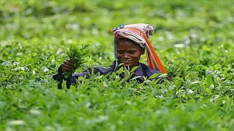 असम: कछार के बीएलएफ को अगस्त में चाय के लिए सबसे अधिक दाम मिले