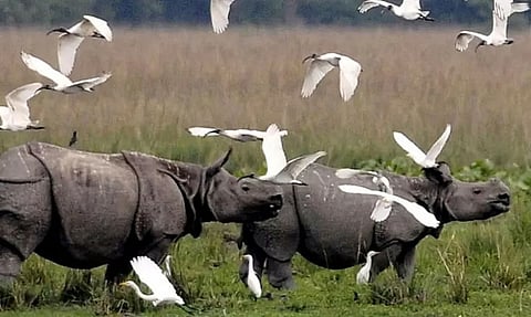 असम: दुर्गा पूजा के लिए आगंतुकों के स्वागत हेतु काजीरंगा राष्ट्रीय उद्यान फिर से खुला