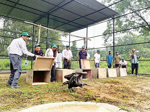 असम: सफेद पूंछ वाले गिद्ध राज्य में पुनः स्थापित होने के करीब
