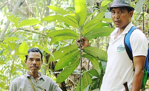 नागालैंड विश्वविद्यालय : शोधकर्ताओं ने दुर्लभ मलया पौधे के औषधीय रहस्यों को किया उजागर