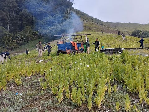 मणिपुर में 4 आतंकवादी गिरफ्तार; 41 एकड़ अवैध अफ़ीम की खेती नष्ट