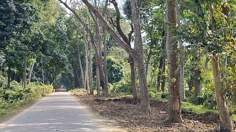 बिश्वनाथ में मेडिकल कॉलेज निर्माण स्थल के पास 10 से अधिक विशाल पेड़ नष्ट हो गए