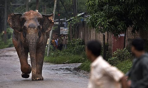 गोलाघाट में मानव-हाथी के बीच बढ़ा संघर्ष