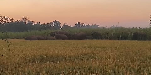 जंगली हाथियों के झुंड ने खेरोनी क्षेत्र में फैलाई दहशत