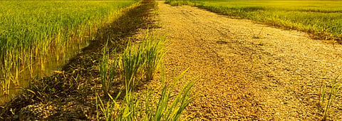 असम : कृषि भूमि का अन्य उपयोगों के लिए निरंतर रूपांतरण