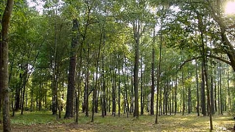 असम: 'लेदो नामदांग आरक्षित वन' के लिए अधिसूचना जारी