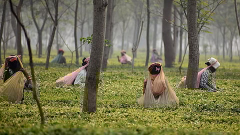 असम चाय श्रमिक संघ (एटीडब्ल्यूयू) की डेरगाँव उप-शाखा का द्विवार्षिक सम्मेलन संपन्न हुआ।