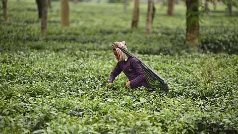 असम: अक्टूबर में चाय उत्पादन में भारी गिरावट