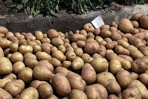 Potato Production Soars in West New York